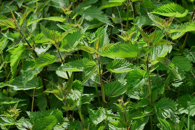Herb Wall