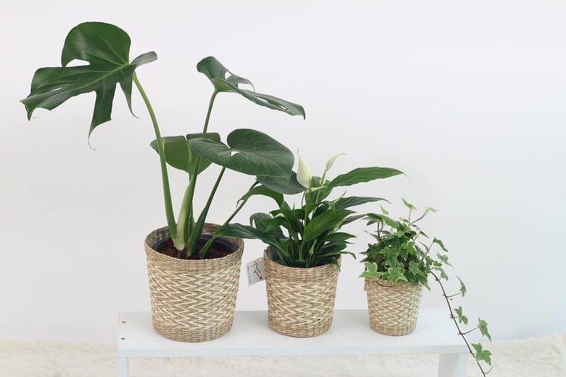 Air Purification Indoor Plants