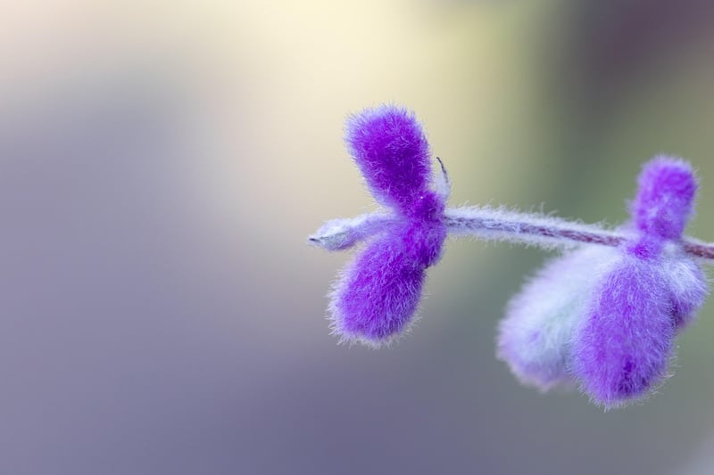 Russian Sage